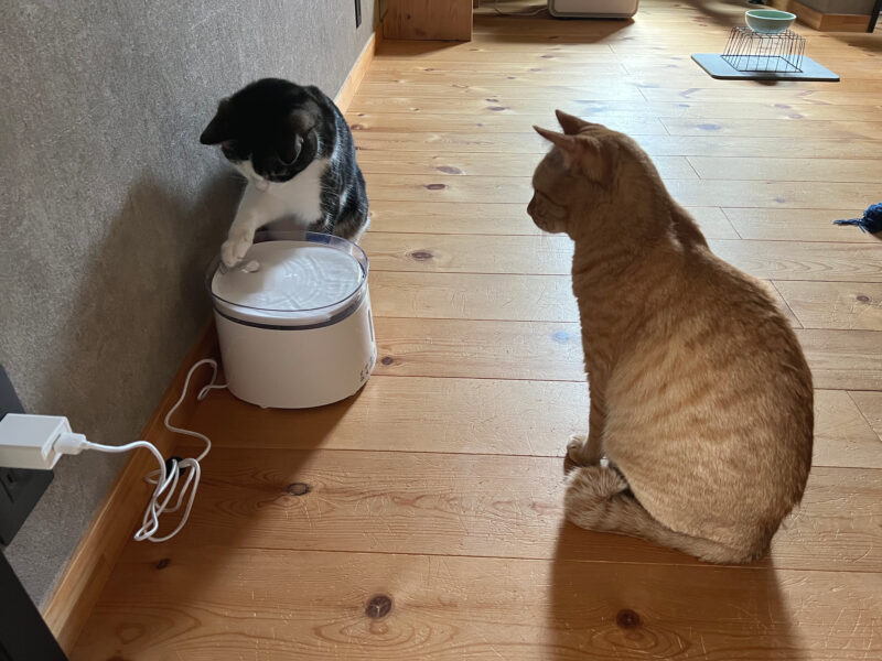猫の自動給水器